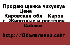 Продаю щенка чихуахуа › Цена ­ 15 000 - Кировская обл., Киров г. Животные и растения » Собаки   